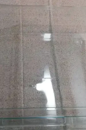 Ocasión Especial CAJON VERDURAS FRIGORIFICO ZANUSSI, ANCHO 465, FONDO 400, ALTO 13/16 MM, 2144667116